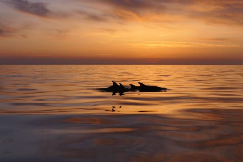 from-pula-private-boat-tour-and-brijuni-national-park