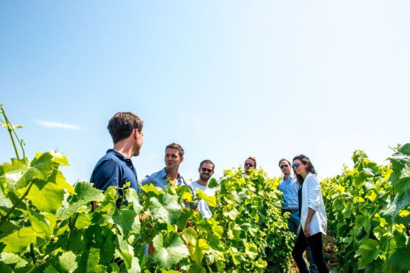 from-reims-morning-champagne-tour-and-tastings