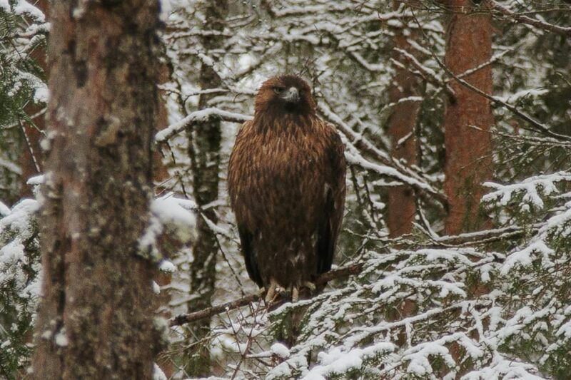from-rovaniemi-family-friendly-visit-to-ranua-wildlife-park