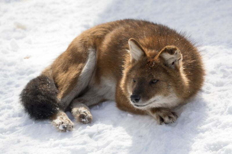 from-rovaniemi-ranua-wildlife-park-experience