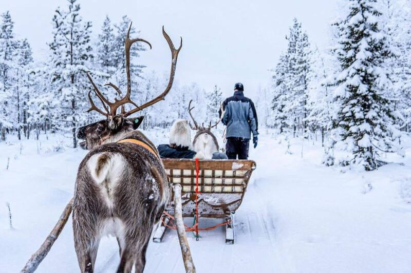 from-rovaniemi-reindeer-farm-visit-with-sleigh-ride