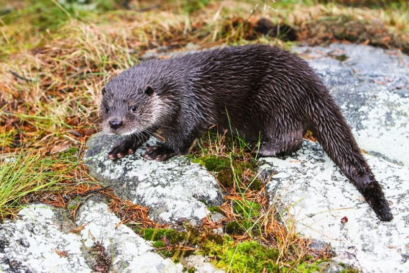 from-rovaniemi-tour-to-ranua-wildlife-park