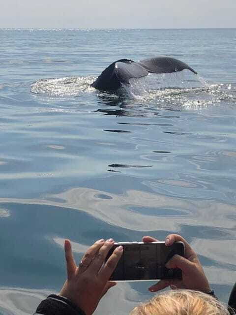 from-saint-john-saint-andrews-whale-watching-tour