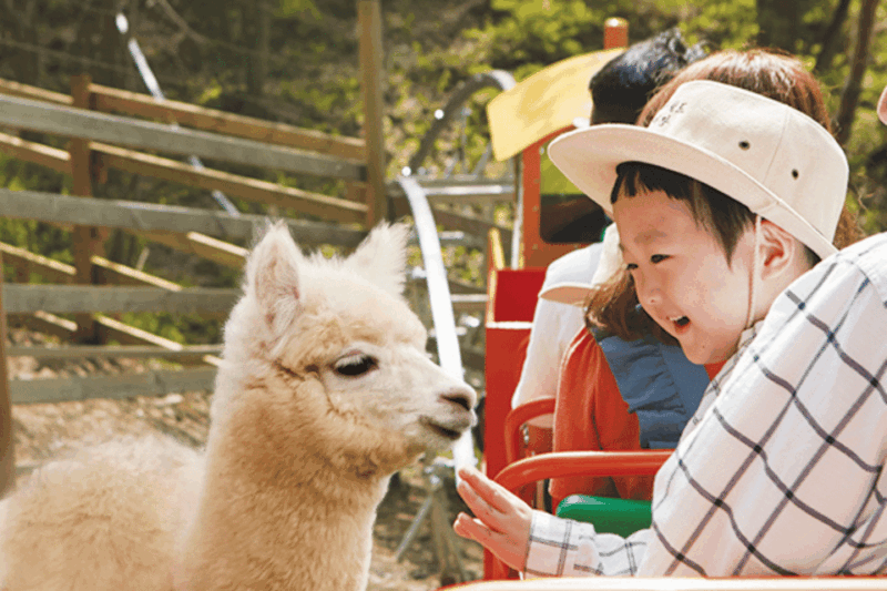from-seoul-alpaca-farm-with-rail-bike-luge-racing