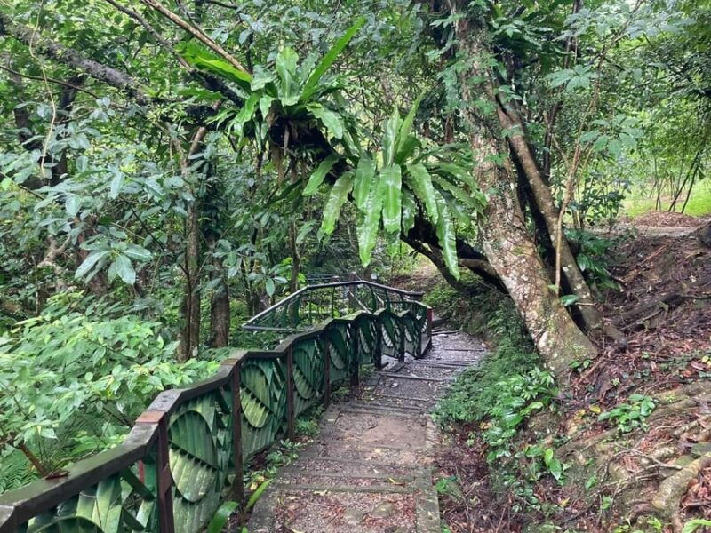 from-taipei-pinglin-tea-culture-and-maokong-guided-day-tour