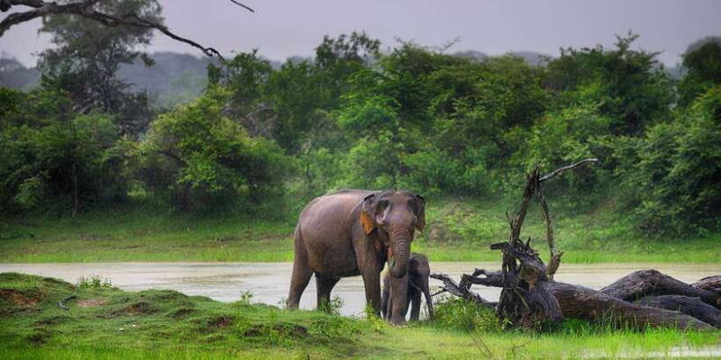 from-tangalle-hiriketiya-ella-transfer-udawalawe-safari-2
