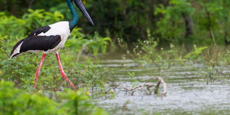 from-tangalle-hiriketiya-shuttle-to-ella-with-yala-safari