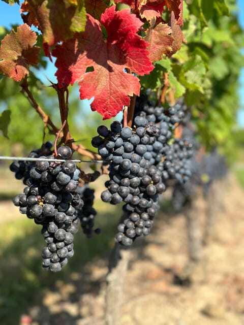 from-toronto-niagara-falls-day-trip-wine-tasting