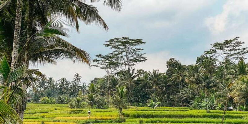 from-ubud-downhill-bike-tour-with-rice-terraces-and-meal