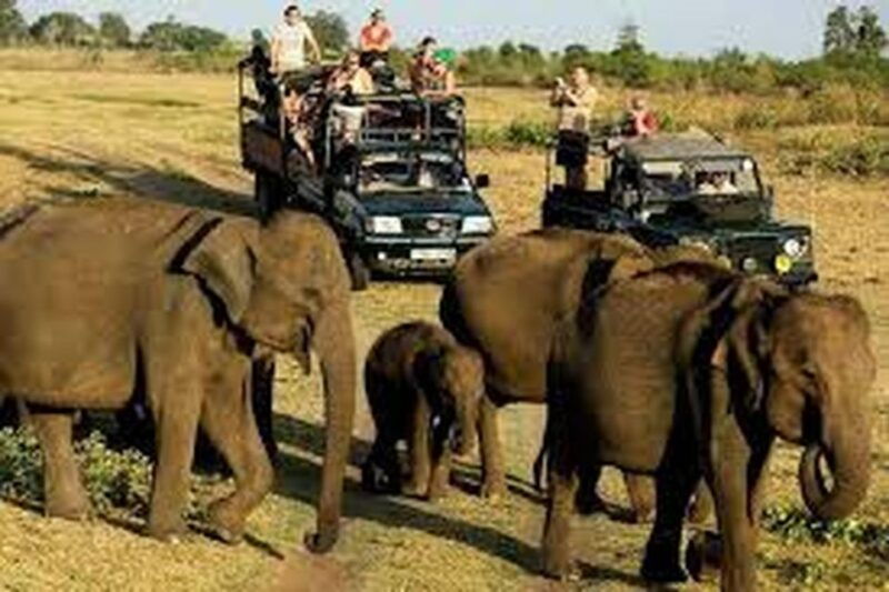 from-udawalawe-national-park-thrilling-full-day-safari