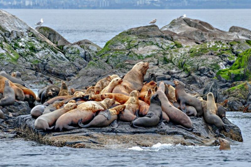 from-victoria-whale-watching-marine-wildlife-excursion