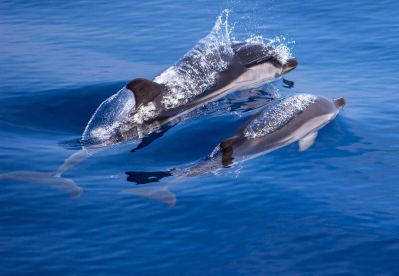 from-villefranche-sur-mer-guided-dolphin-watching-tour