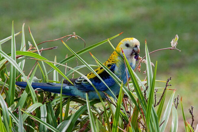 Full Day Birdlife Tour in Bribie Island - Transportation and Duration