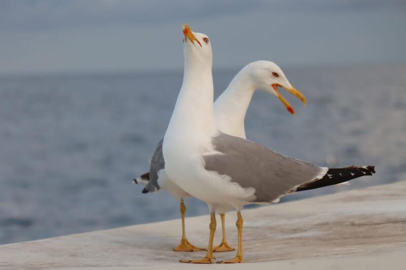 full-day-boat-trip-medulin-unije-susak-with-breakfast-lunch