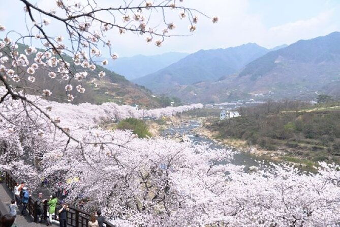 Full-day Hadong, Gwangyang, Cherry blossom, Green Tea Fields Private Tour - Worthwhile Considerations