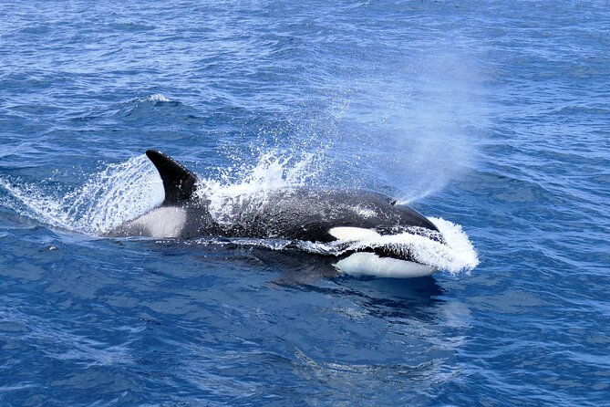 Full-Day Killer Whale Expedition from Albany - Delicious Food and Refreshments