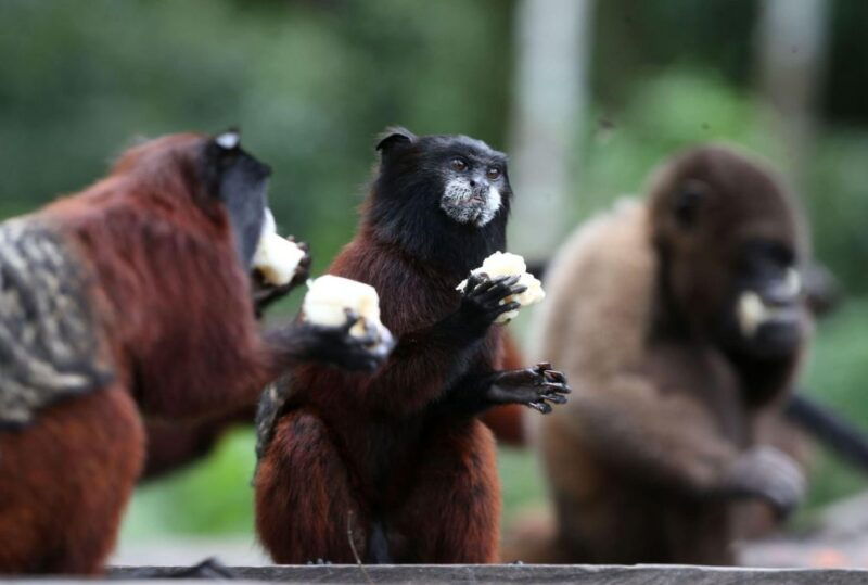 full-day-monkey-island-tour