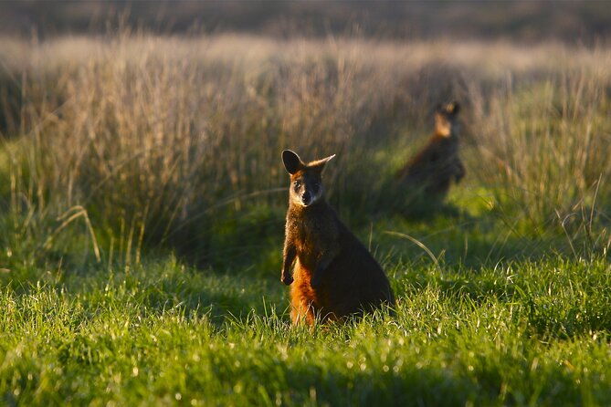 Full-Day Private Australian Wildlife Tour of Phillip Island - Final Thoughts: Who Is This Tour Best For?