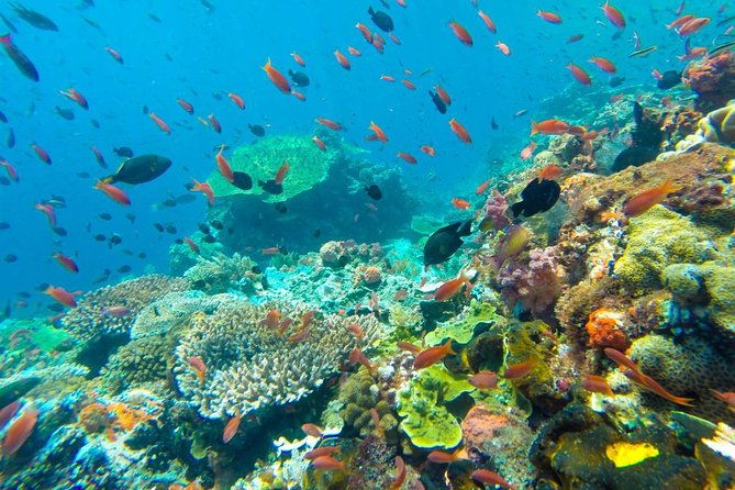 Full-Day Trip to Koh Tao and Koh Nang Yuan from Koh Samui by Speedboat - Who Would Enjoy This Tour?