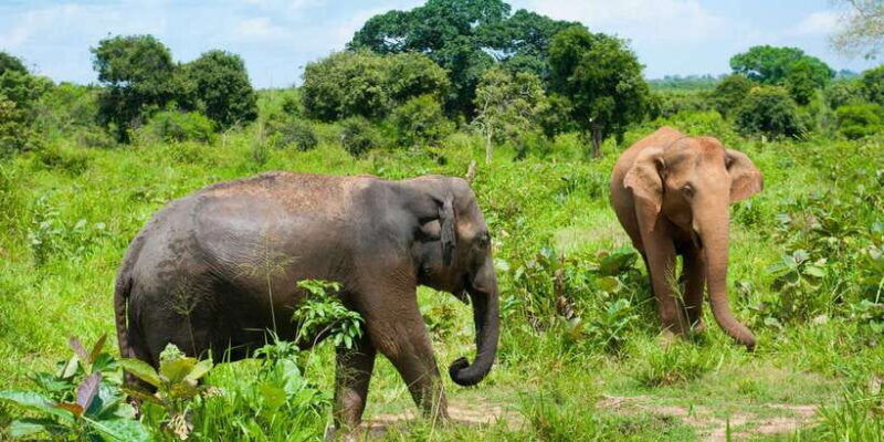 full-day-udawalawe-safari-adventure-with-lunch-private