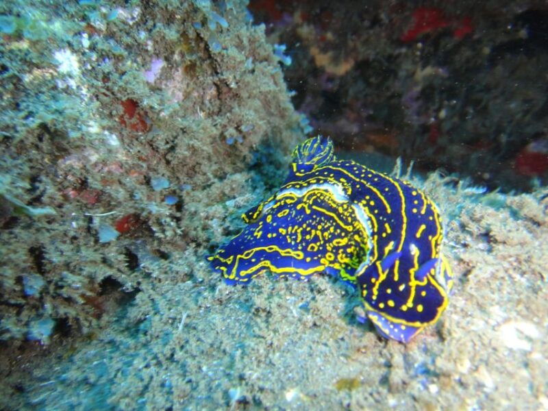 funchal-certified-scuba-diving-guided-tour