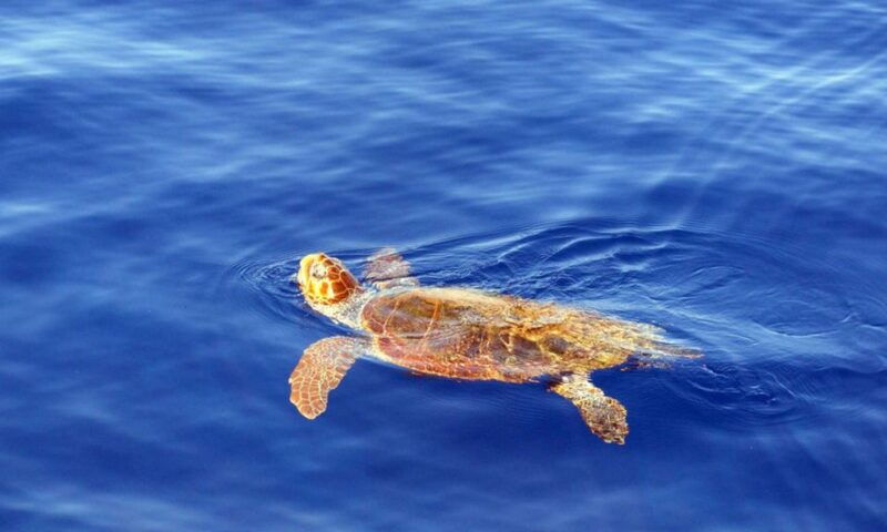 funchal-dolphin-and-whale-watching-cruise