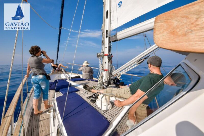 funchal-dolphin-and-whale-watching-sailing-trip
