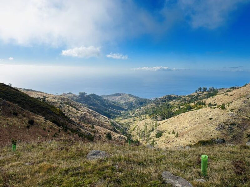 funchal-east-madeira-island-guided-tour-laurissilva-walk