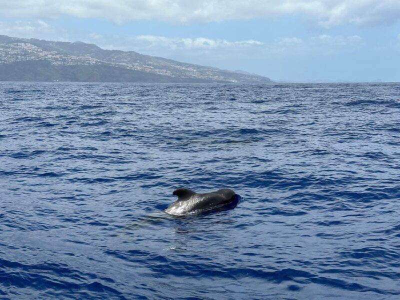 funchal-guarantee-wild-dolphinwhale-watching-by-rib