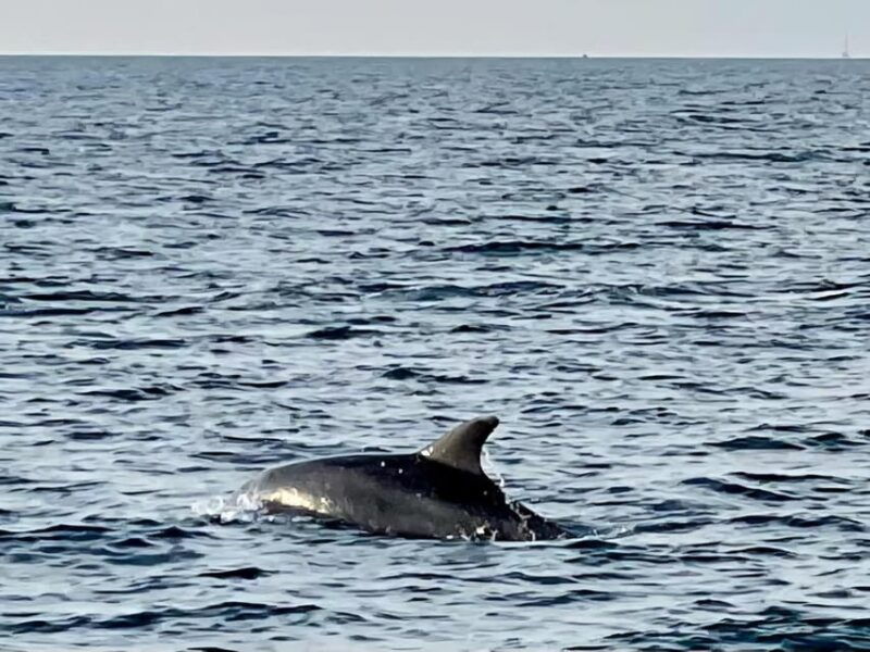 funtanavrsar-dolphin-watching-at-sunsetdrinks-included