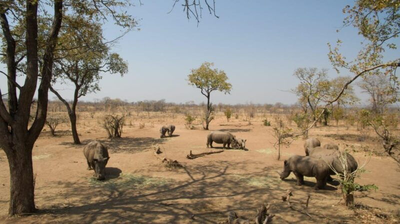 game-drive-and-white-rhino-walking-safari-in-livingstone