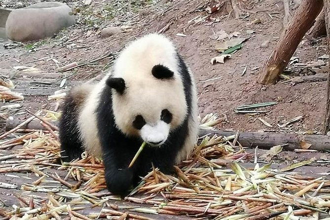 Giant Panda and Buddha 1 day tour - The The Sum Up: Who Is This Tour Best For?
