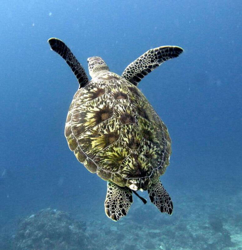 gili-air-trawangan-glass-bottom-boat-tour-with-snorkeling
