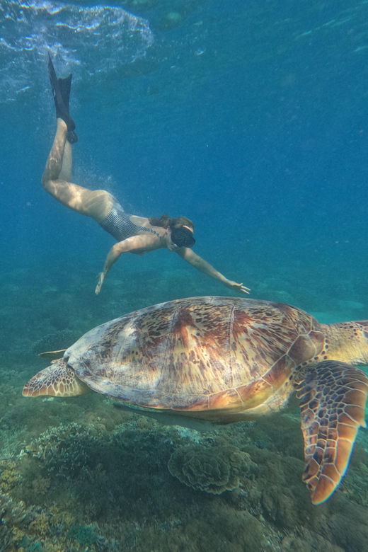 gili-island-private-snorkeling-visit-baby-turtles