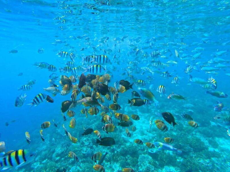 gili-islands-snorkeling-day-trip-with-private-speedboat
