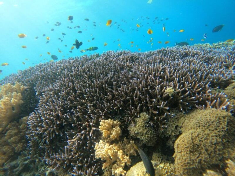 gili-t-island-the-thrilling-sunset-snorkeling-adventure