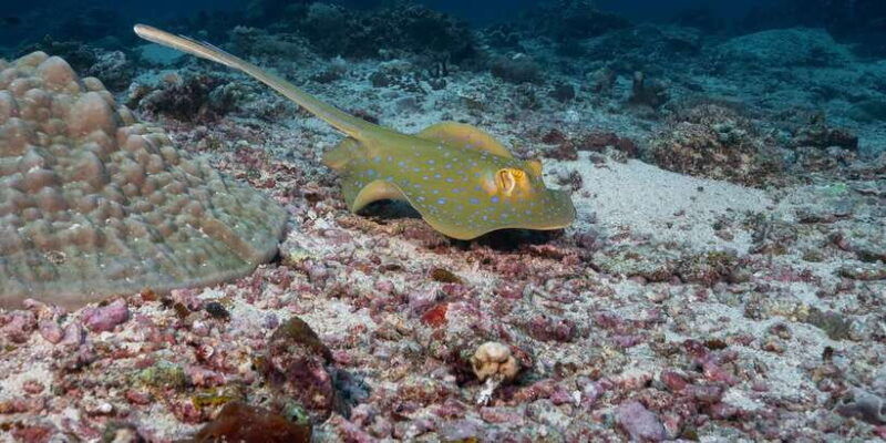 gili-trawangan-discovery-scuba-diving