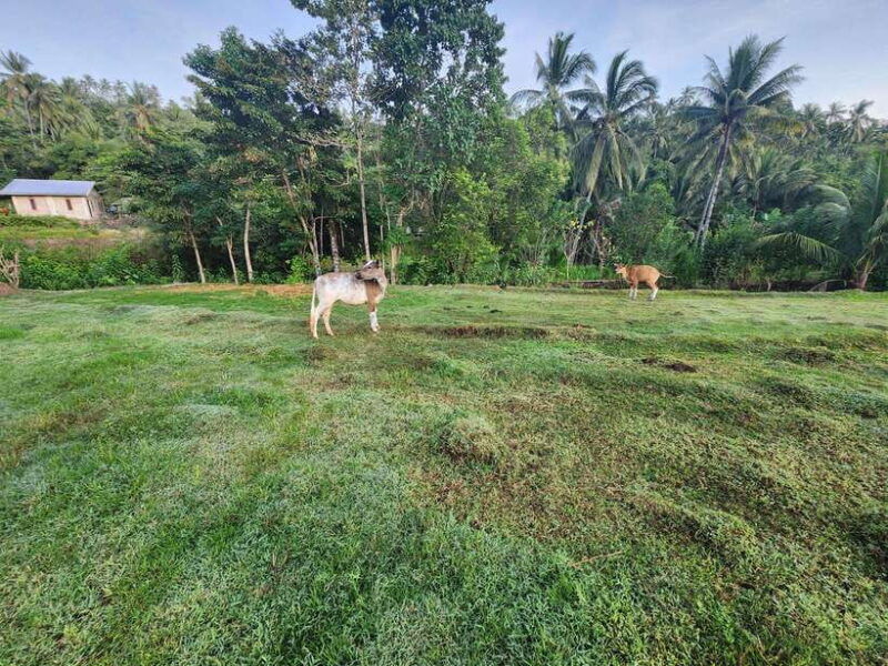 gili-trawangan-magic-mushroom-tour-with-jungle-breakfast