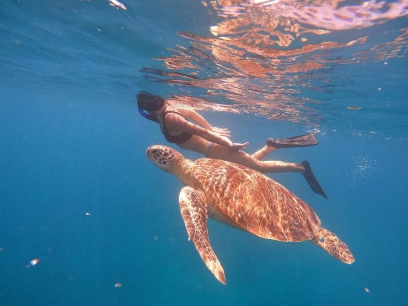 gilitrawanganprivate-tour-3-spot-statuecoral-reefturtle