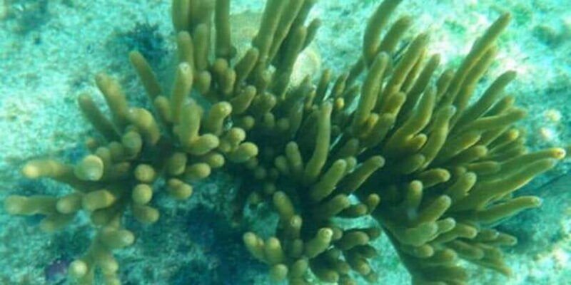 glass-bottom-boat-ride-in-trincomalee