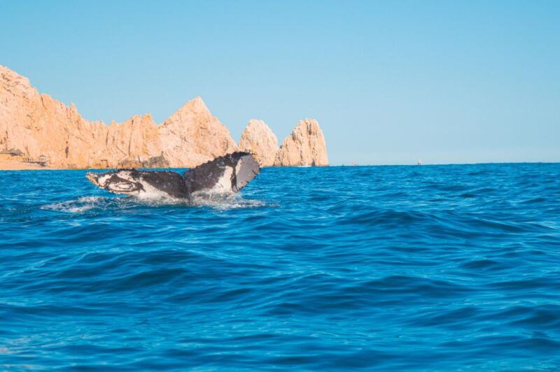 glass-bottom-boat-whale-watching
