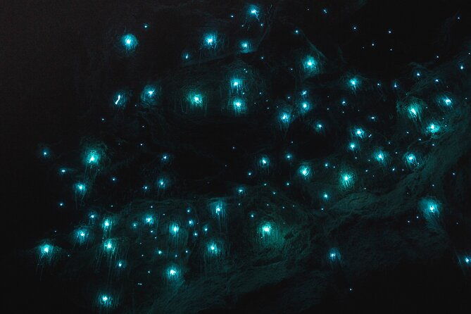 Glow Worm Tunnel Evening Guided Tour - Practical Tips for Your Glow Worm Experience