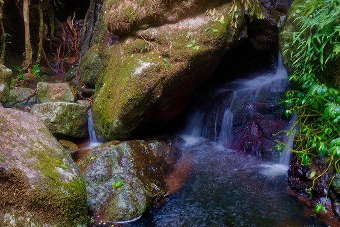 Glow Worms - Nocturnal Rainforest/Waterfall Adventure - FAQ