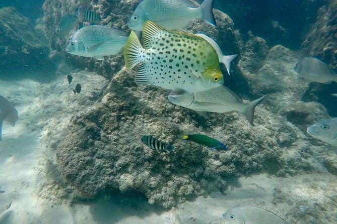 Gold Coast Try-Scuba Experience at Wave Break Island - Real Guest Insights and Tips
