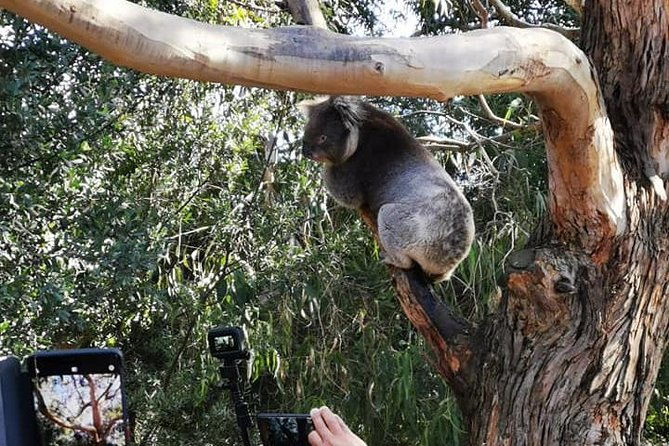 Great Ocean Road Medium Size Group Tour - Frequently Asked Questions