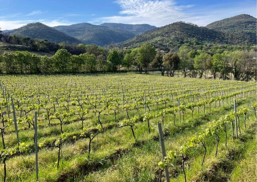 grimaud-horseback-riding-wine-tasting-in-maures-forest