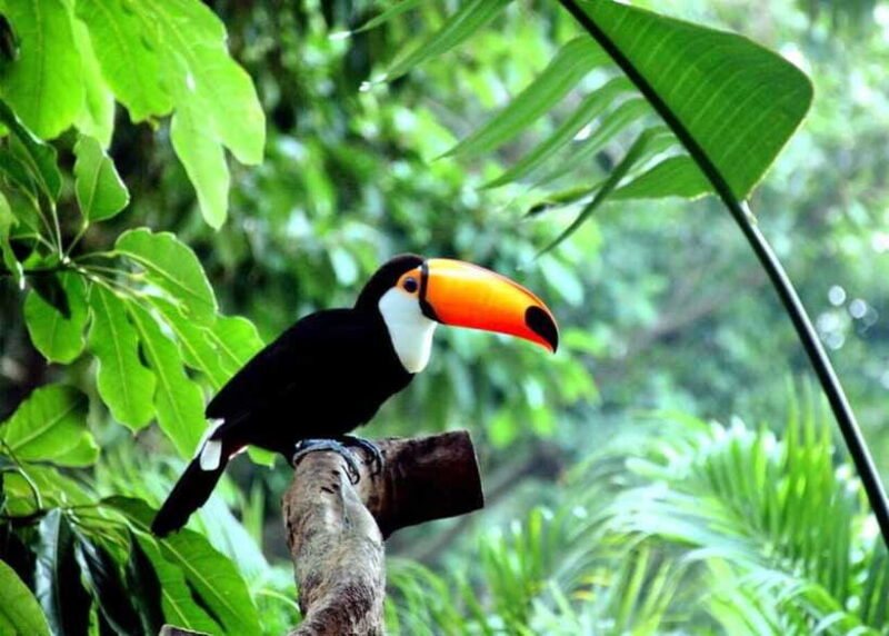 guangzhou-chimelong-birds-park-ticket-for-adult