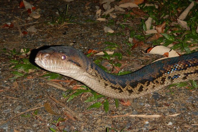 Guided Night Walk in Cape Tribulation - What Reviewers Say