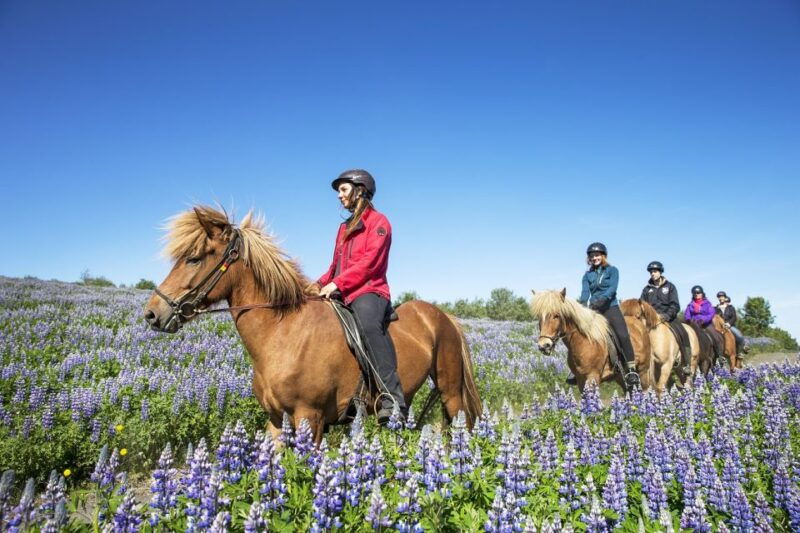 hafnarfjordur-horseback-riding-tour-in-reykjavik-area