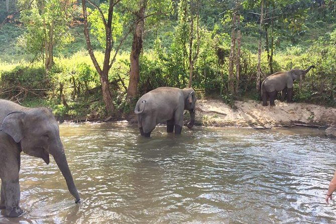 Half day Elephants in Nature Experience (Morning) - Final Thoughts: Who Is This Tour For?